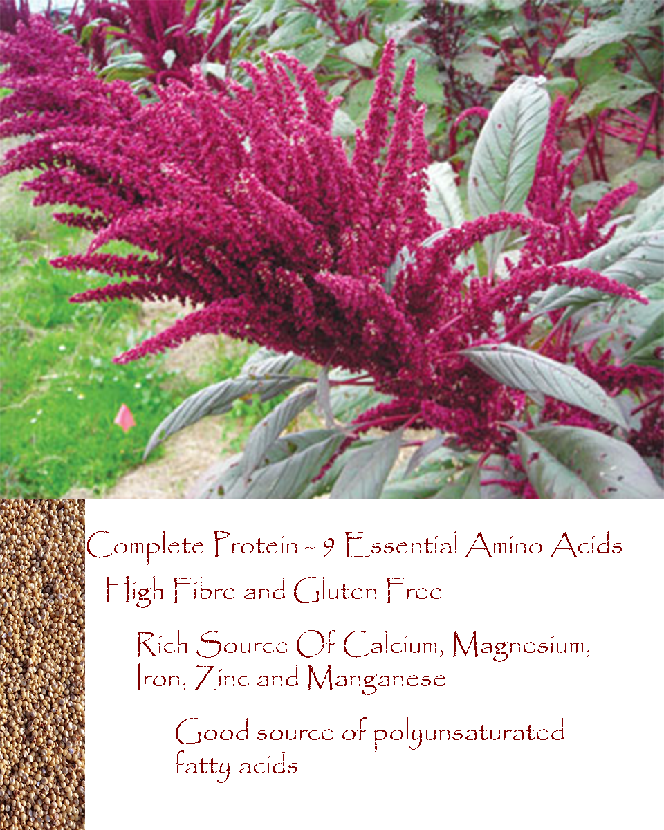 Gardening Amaranth For Grain And Greens Ozark Country Homestead