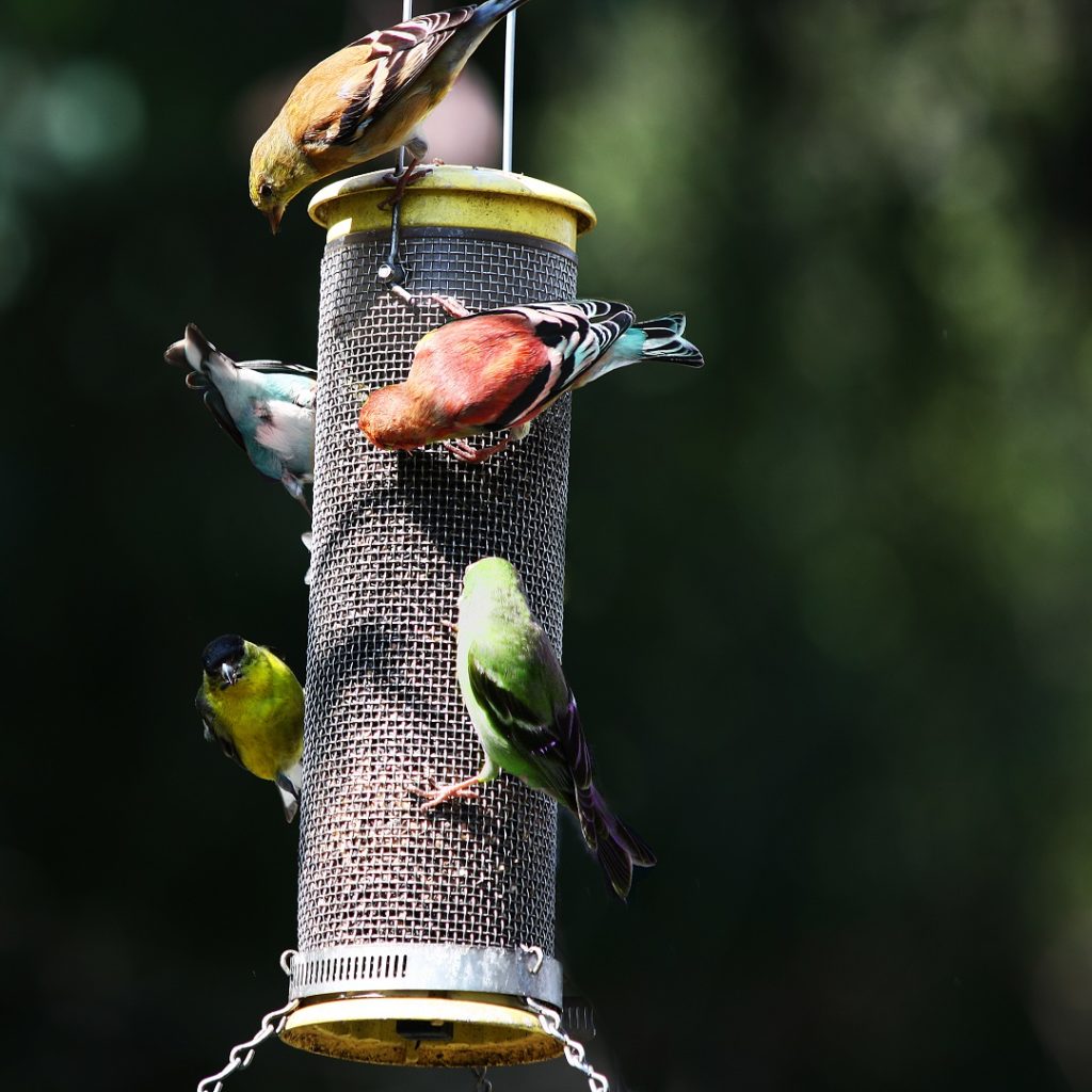 Backyard_Bird_Feeder