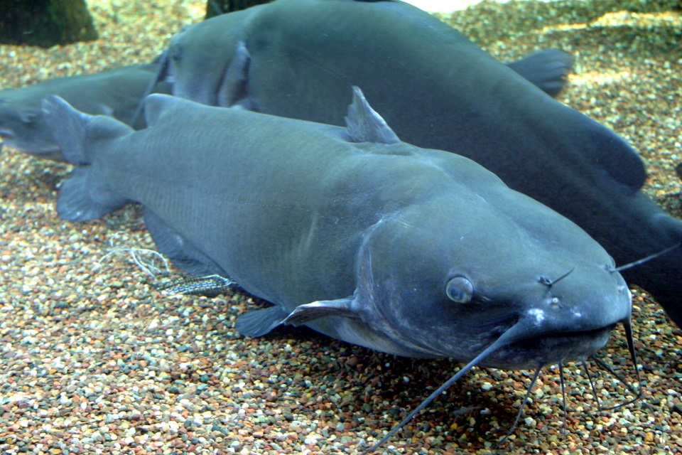 Channel_Catfish