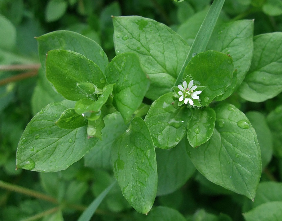 herb-garden-ideas