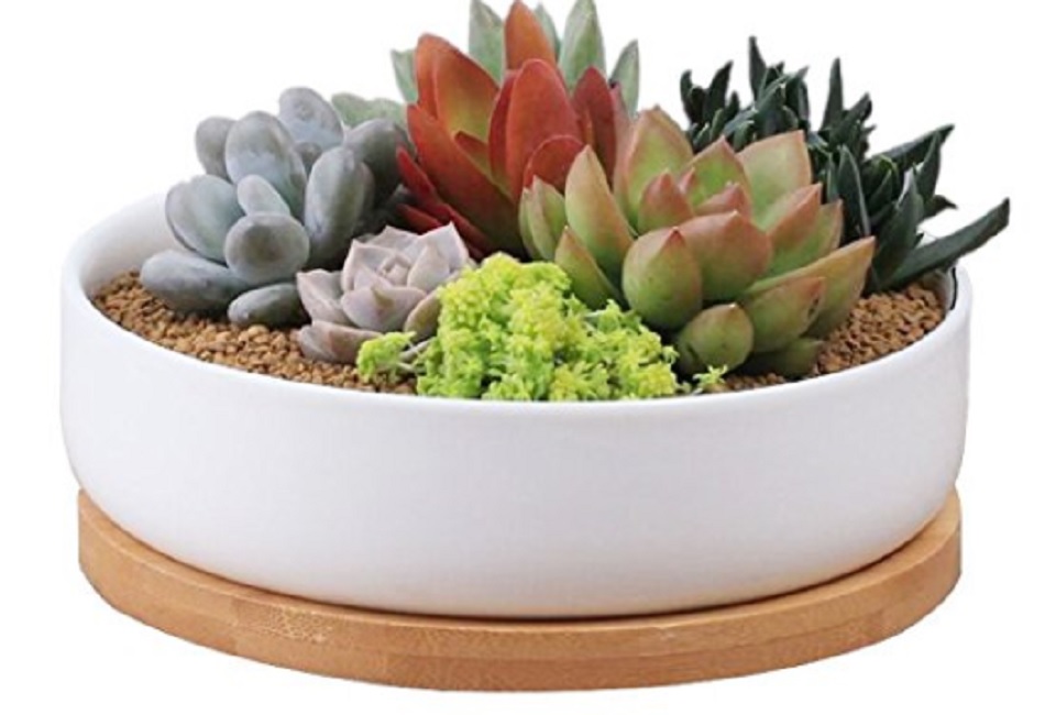 succulents like large pots