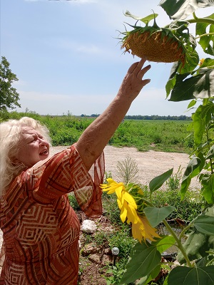 kansas sunflower