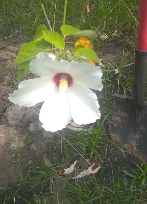 ozark hibiscus