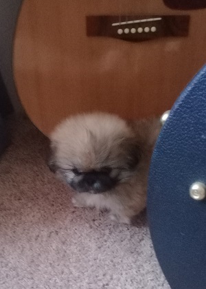 pekingese puppy