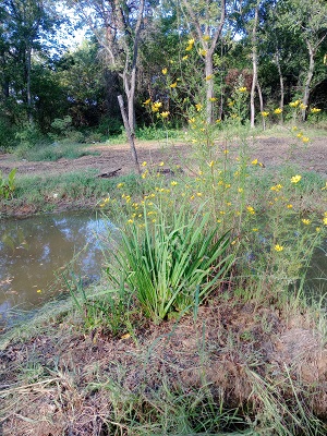 raising catfish in the ozarks